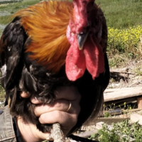 Gallo Coronata siciliana