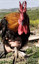 Gallo Coronata siciliana