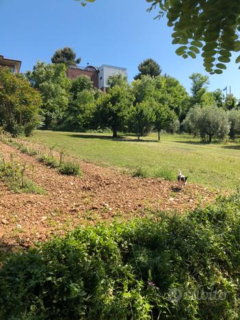 Terreno agricolo con piante di olivi