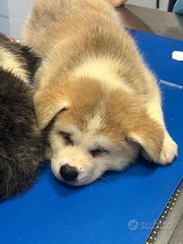 Cuccioli di Akita inu