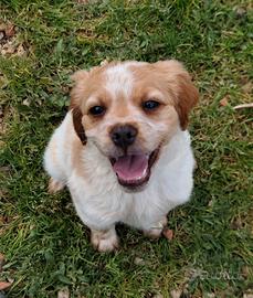 Breton maschio pedigree enci