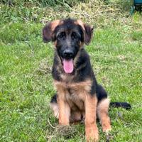 Cuccioli di pastore tedesco