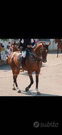 Cavallo