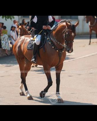 Cavallo