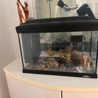 Acquario