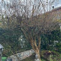 Albero di melograno grande e produttivo