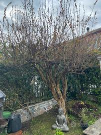 Albero di melograno grande e produttivo