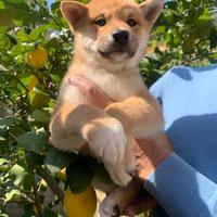 Cucciolo di Shiba Inu con pedigree