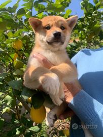 Cucciolo di Shiba Inu con pedigree