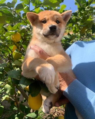 Cucciolo di Shiba Inu con pedigree