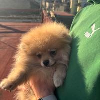 Spitz pomerania 6