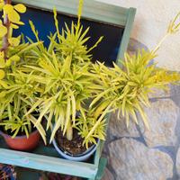 Piante succulente/crassulace