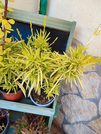 Piante succulente/crassulace