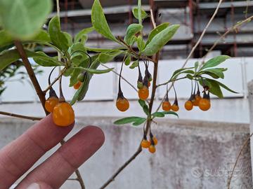 PIANTA DI GOJI LYCIUM BARBARUM GIALLO AMBER SWEET