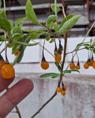 PIANTA DI GOJI LYCIUM BARBARUM GIALLO AMBER SWEET