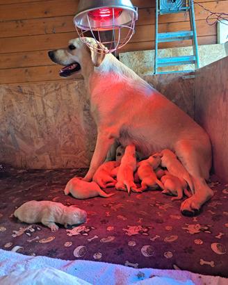 Disponobili Cuccioli di Labrador Retriver