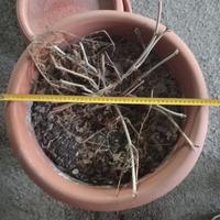 Vaso in terracotta con sottovasi – grandi, Ø50 cm