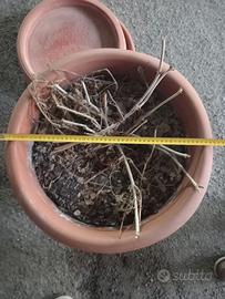 Vaso in terracotta con sottovasi – grandi, Ø50 cm