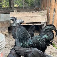 Cemani