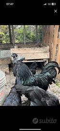 Cemani