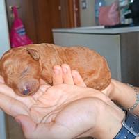 Cuccioli barboncino Toy disponibili