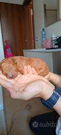 Cuccioli barboncino Toy disponibili