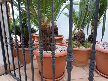 Cycas varie dimensioni