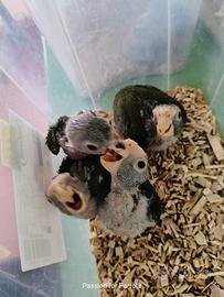 Pappagalli Pionus Senilis e Menstrus DA IMBECCO