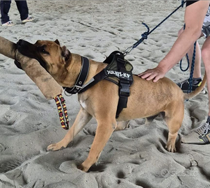 Bandog da Guardia e Difesa Della Proprietà