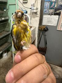 Cardellino
