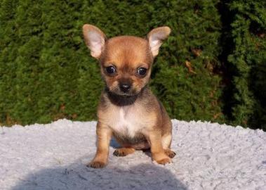 Chihuahua toy mini