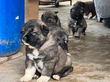 Cuccioli pastore del Caucaso