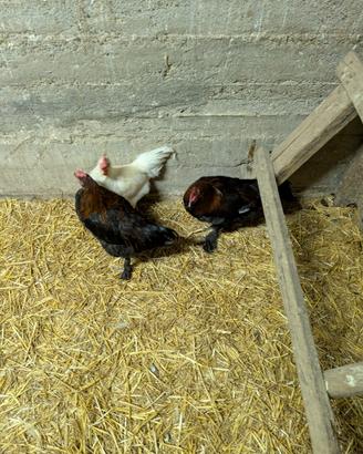 galletti marans,livornese, incroci vari 