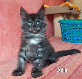 Maine Coon cucciole disponibili vari colori