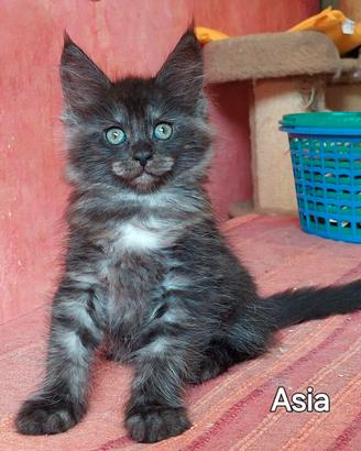 Maine Coon cucciole disponibili vari colori
