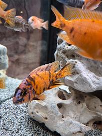 aulonocara ob orange blotch ciclidi malawi adulti