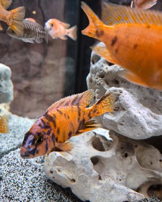 aulonocara ob orange blotch ciclidi malawi adulti