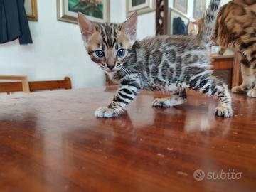 Cuccioli di gattini con pedigree Bengala