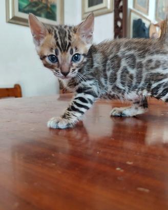 Cuccioli di gattini con pedigree Bengala