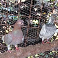 Colombi Ornamentali Capitombolanti di Praga