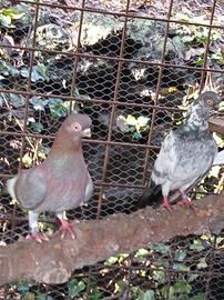 Colombi Ornamentali Capitombolanti di Praga