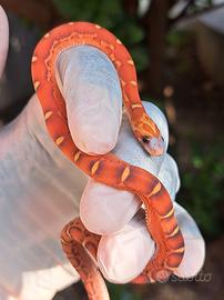 serpente del grano bloodred scaleless baby 2026