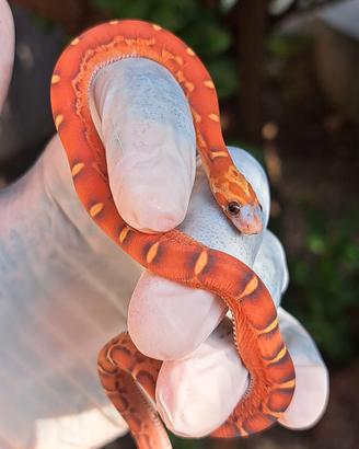 serpente del grano bloodred scaleless baby 2026