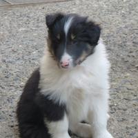 Lassie cuccioli