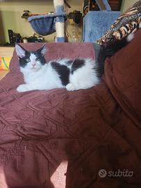 Cucciolo Maine coon 