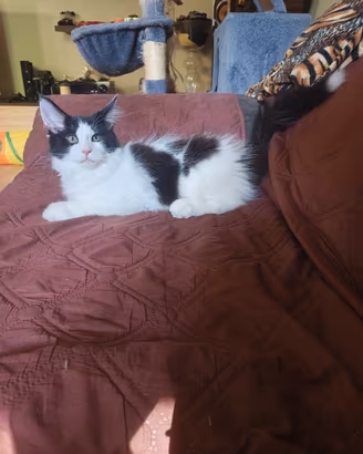 Cucciolo Maine coon 