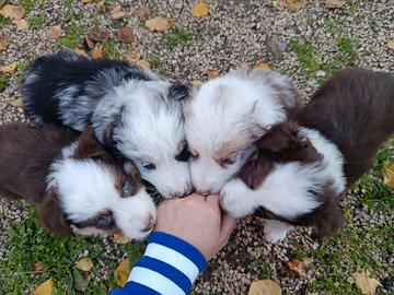 Cuccioli Border collie Blu merle e Red tricolor