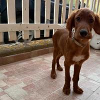 Cuccioli di setter irlandese