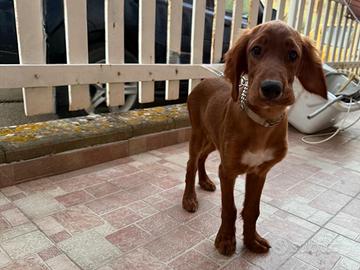 Cuccioli di setter irlandese