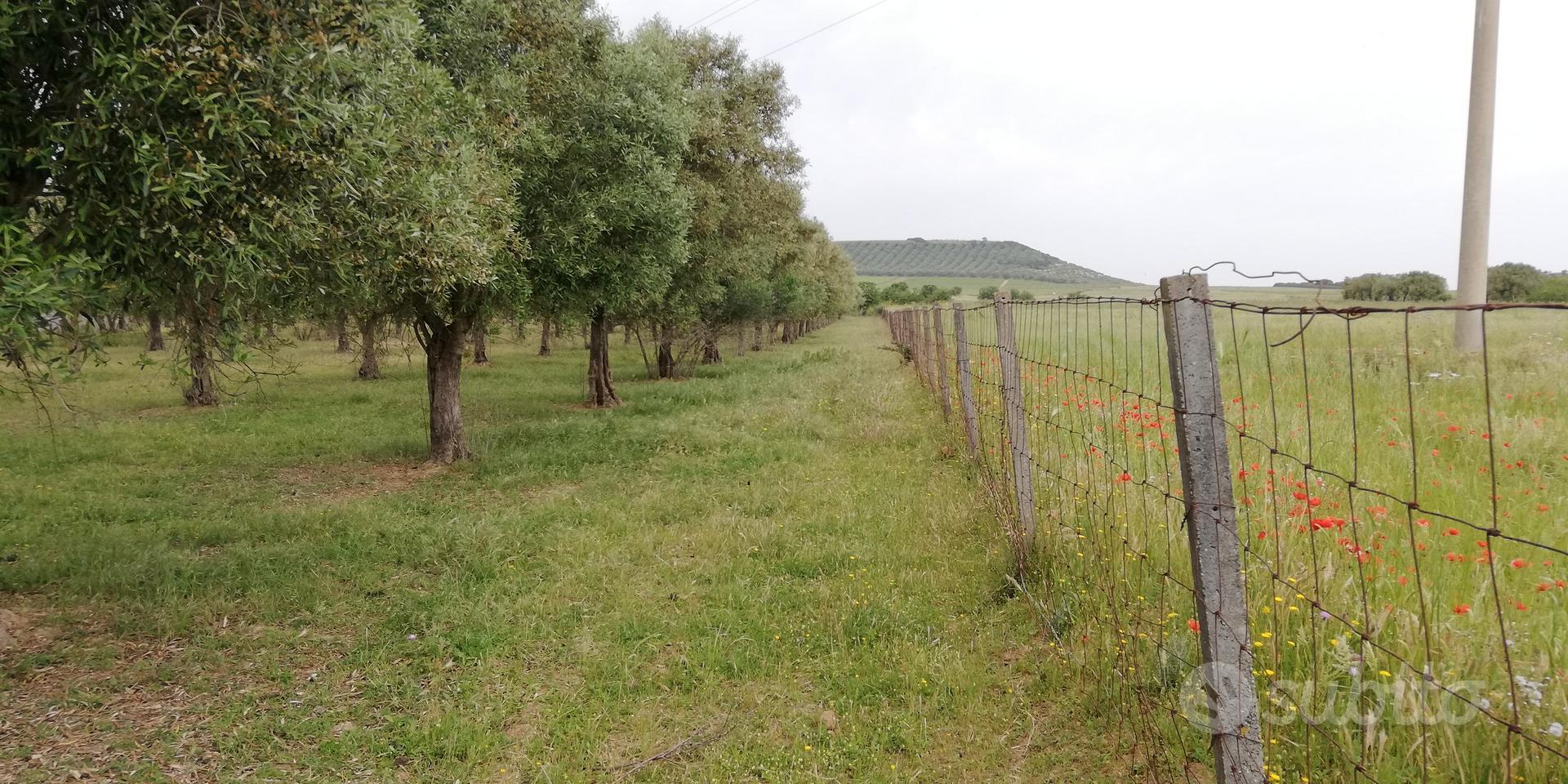 oliveto - Vista 2